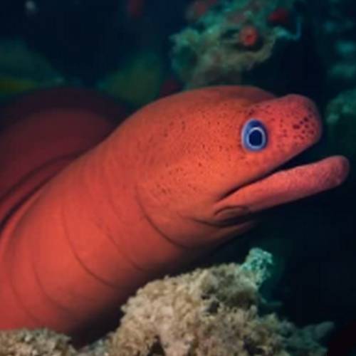 I incredible eel species with a red coloration