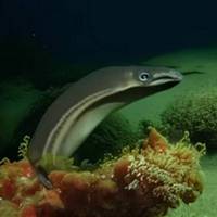 New-Zealand longfin eel's