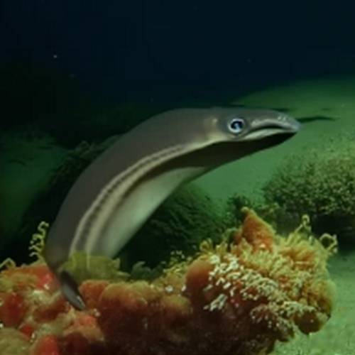 New Zealand Longfin Eel (Anguilla dieffenbachii) swimming in a freshwater stream