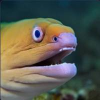 white eyed moray eel's