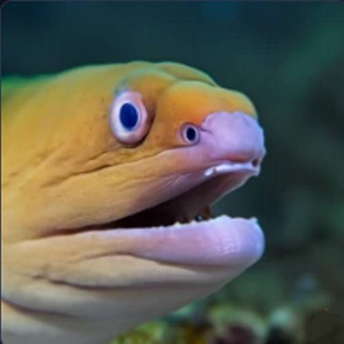 Image of a white-eyed moray eel, resembling a mythical dragon with its elegant and sinuous body. The white eyes stand out against its dark, mottled skin, adding an air of mystery to its appearance.