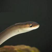 American eel's