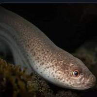 Conger eel's
