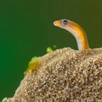 Garden eel's