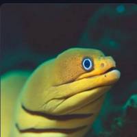 Green moray eel's