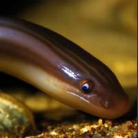 Japanese eel's