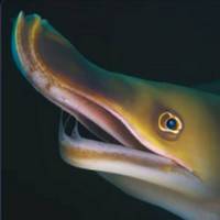 Pelican eel's