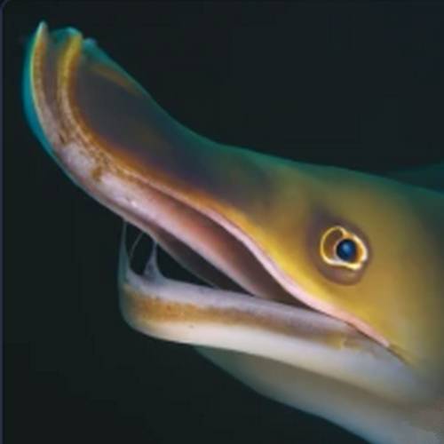A pelican eel, also known as an Eurypharynx pelecanoides, is depicted in this image. The eel's long, slender body is mostly black in color, and it possesses a distinct feature - a large, expandable mouth reminiscent of a pelican's beak. The eel's bioluminescent photophores along its body create a mesmerizing blue glow in the dark depths of the ocean. Its thin, transparent fin runs along the length of its body, aiding in propulsion through the water. This image captures the mysterious and fascinating nature of the pelican eel as it navigates the depths of the ocean