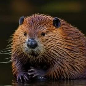 a magnificent beaver