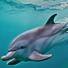 a magnificent dolphin