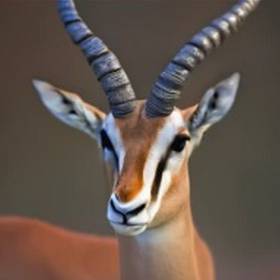 a magnificent gazelle