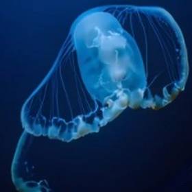 a magnificent jellyfish