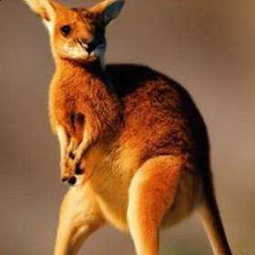 a magnificent Kangaroo