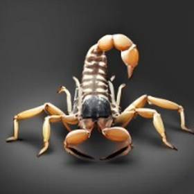 a magnificent scorpion