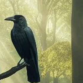 what do crows eat