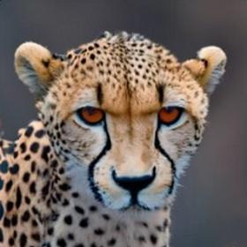 a magnificent cheetah
