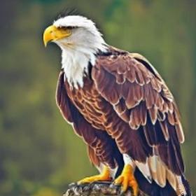 Eagle