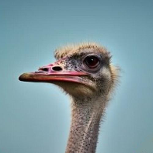 an ostrich watching its eggs