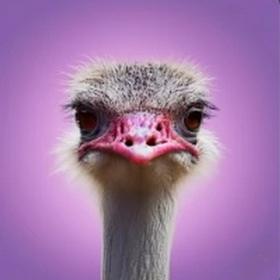 amazing ostrich