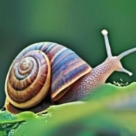 a snail 