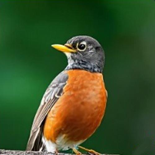 The official state bird of Connecticut