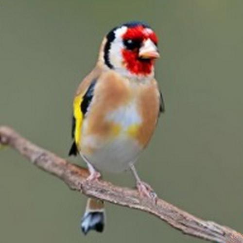 The official state bird of New Jersey