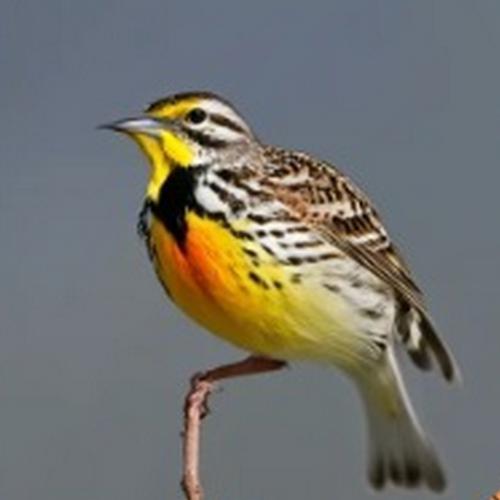 The official state bird of North Dakota