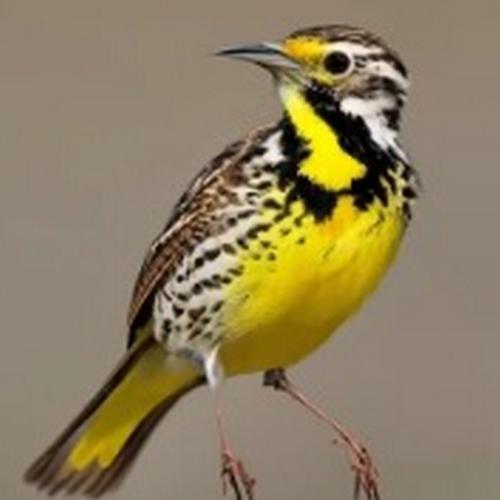 The official state bird of Oregon