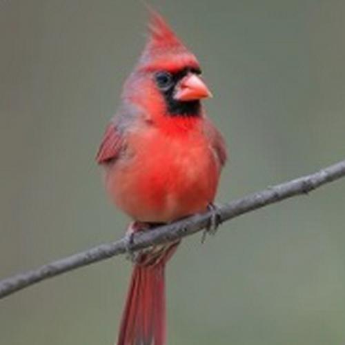 The state bird of west virginia