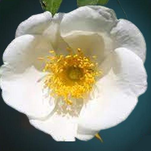 GEORGIA  state flower