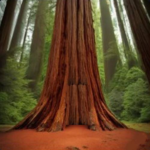 The tree from California